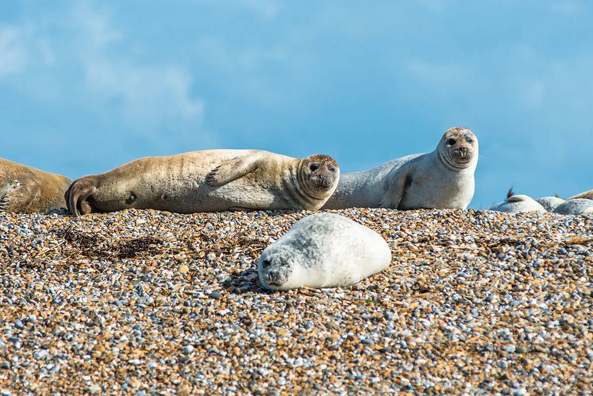Zeehonden op het strand in Blakeney Point