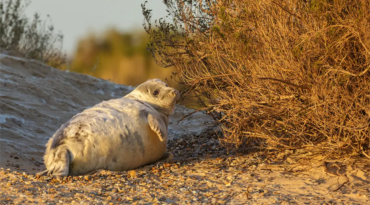 Jonge zeehond op het strand in gouden avondlicht