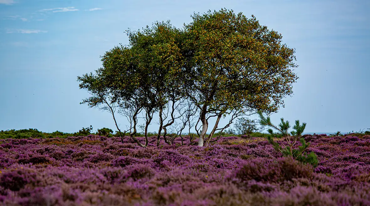 Een veld paars bloeiende heide met in het midden een boom waarvan de bladeren geel worden