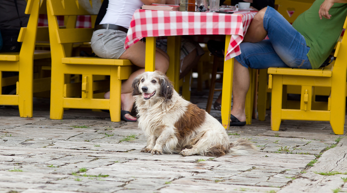 A cute shaggy dog sits outside a café with people sitting on outdoor tables