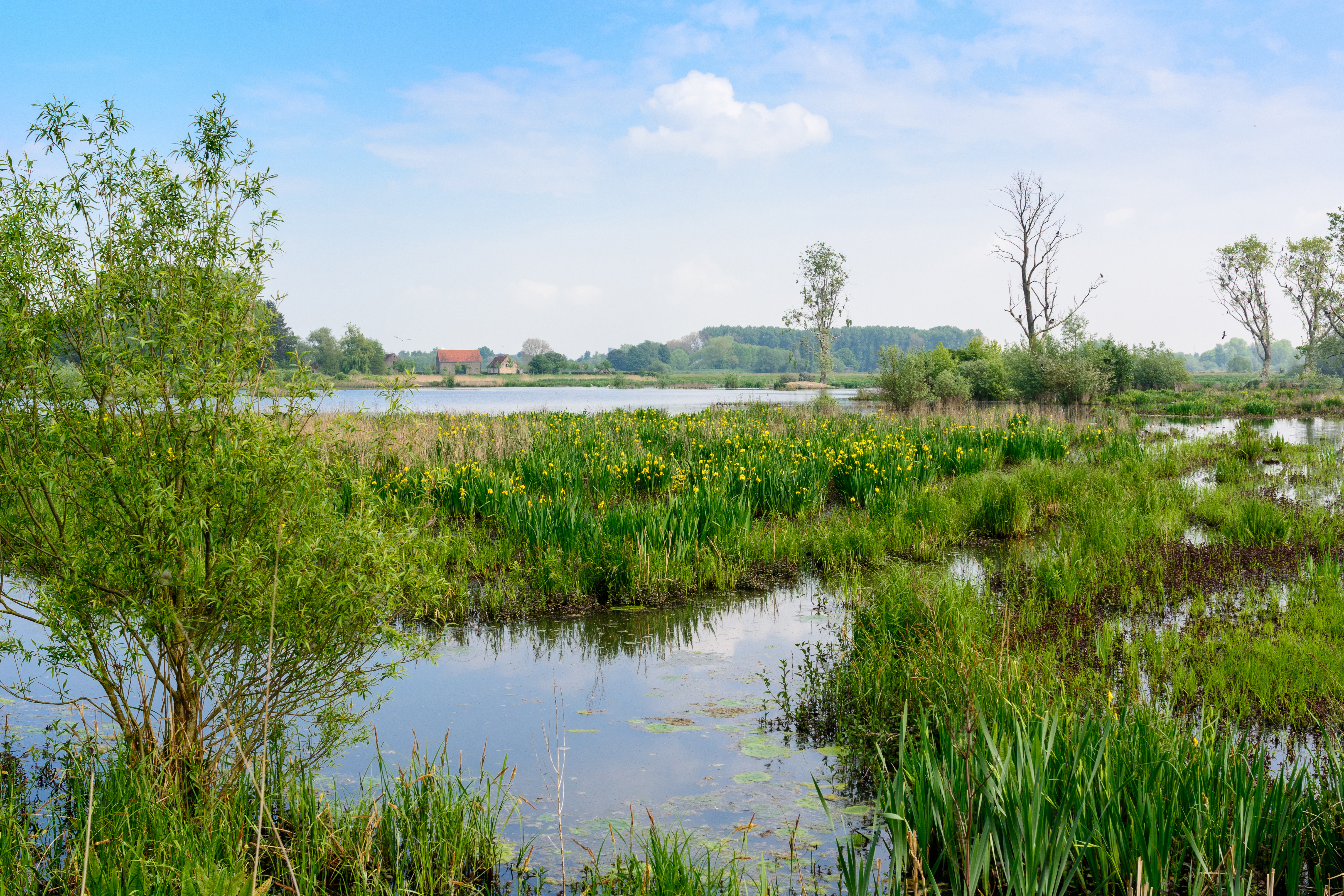 Flooded meadows interspersed with ditches on a sunny day at Bourgoyen-Ossemeersen Nature Reserve in Ghent.
