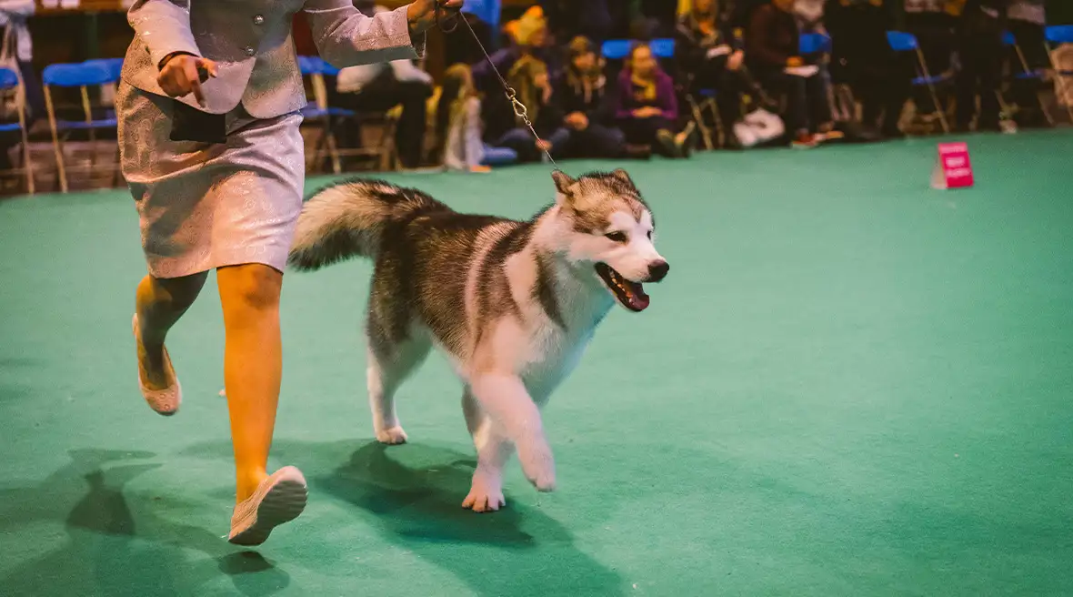 Un chien de type husky, tenu en laisse par une dame, court sur un tapis vert
