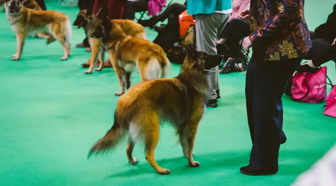 Des chiens de berger attendent l’inspection avec leurs maîtres