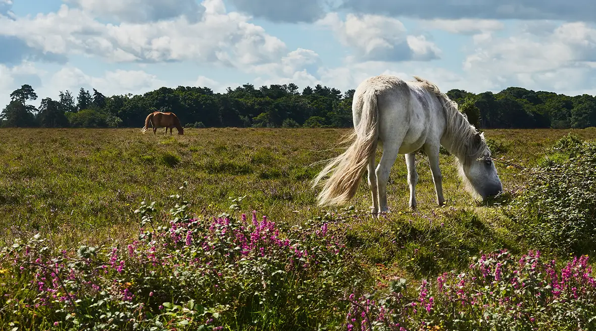 À la découverte de la faune et de la flore dans le parc national de New Forest