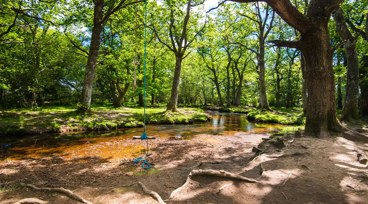 Grimpez aux arbres dans le parc national de New Forest