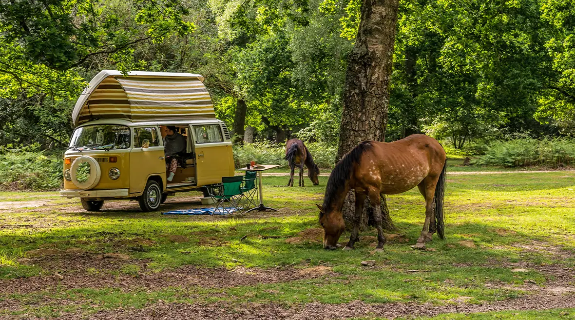 Passez un séjour dépaysant en campant dans la New Forest