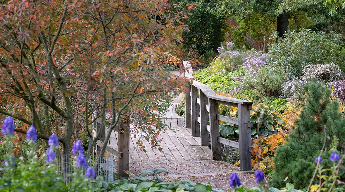 De Tuinen van Hyde Hall. Een tuinpad met een houten brug, omgeven door een tuin met struiken en blauw-paarse bloemen in een impressionistische stijl.