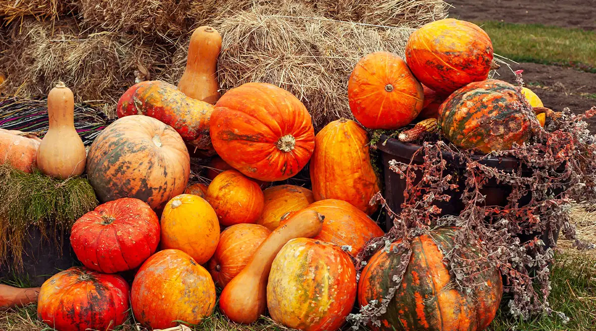 Een berg pompoenen in verschillende kleuren en vormen tegen een baal hooi op een veld tijdens de Malvern Autumn Show.