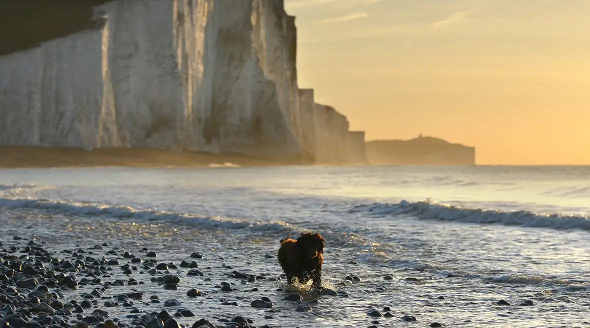 Hond op kiezelstrand, met op de achtergrond de witte kliffen van de Seven Sisters