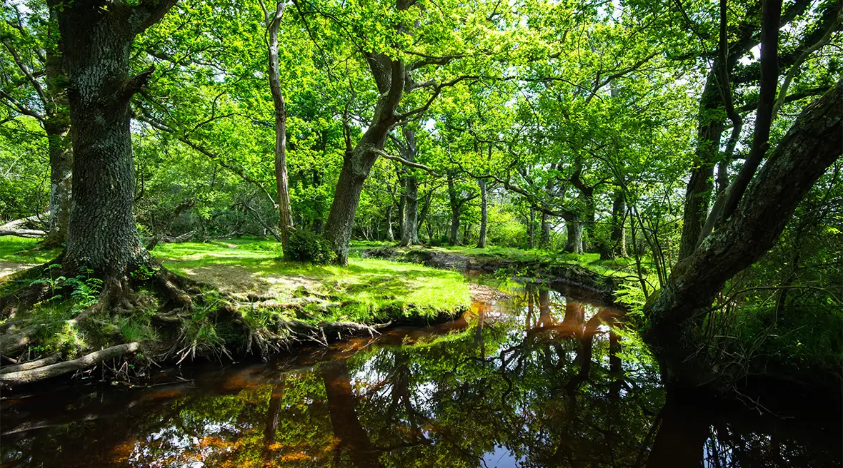 Kalme waterstroom in boslandschap in de lente