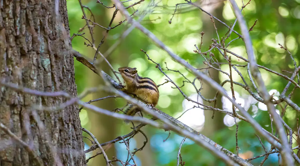 Siberian chipmunk on tree branch in Foret de Soignes (Sonian Forest), Brussels, Belgium