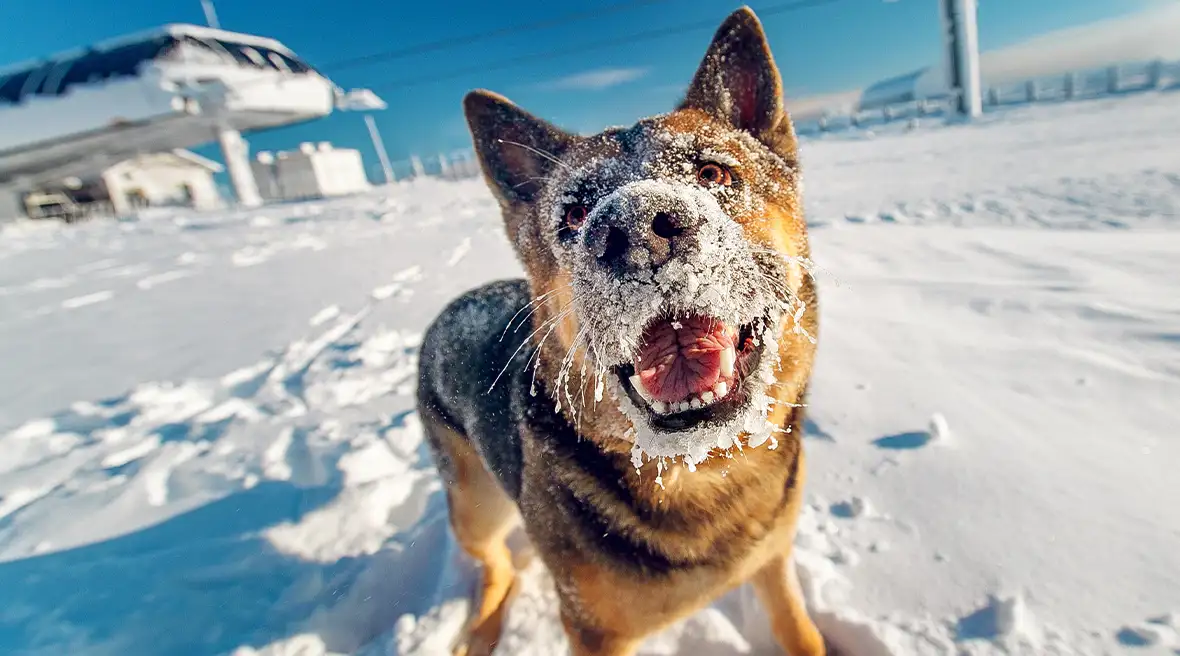 dog with a face covered in snow with a ski lift behind it