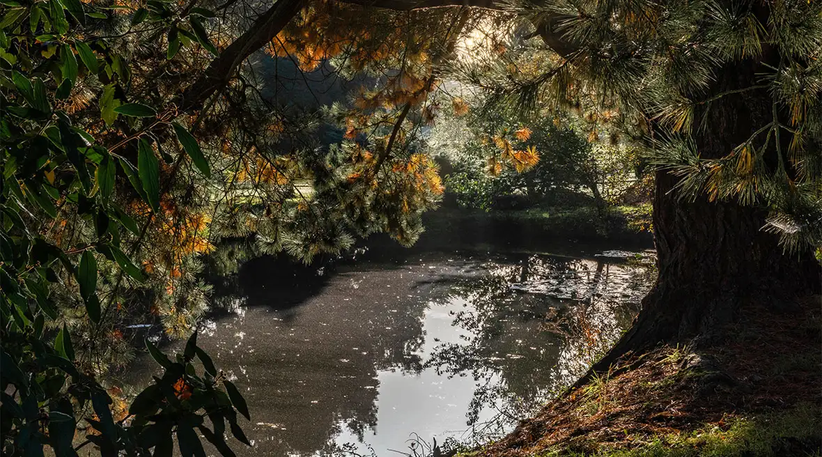 Een stille vijver in het bos Friezland Wood, omgeven door welig groen met de weerspiegeling van een enkele boom in het water
