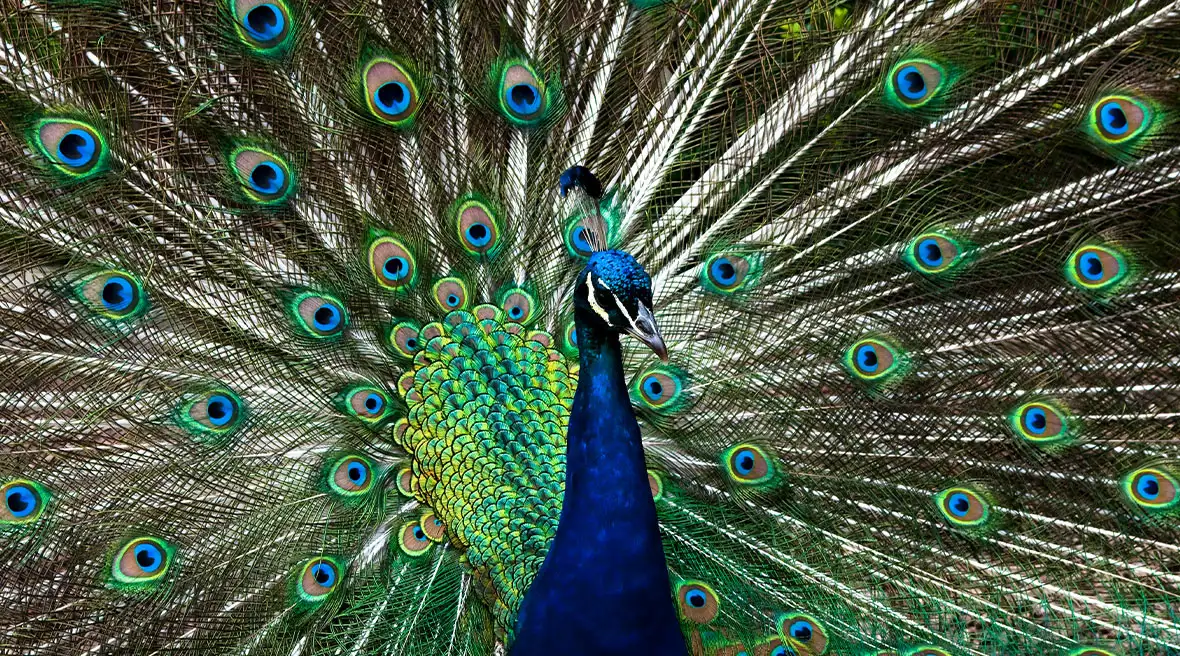 close-up van pauw met uitstaande staartveren