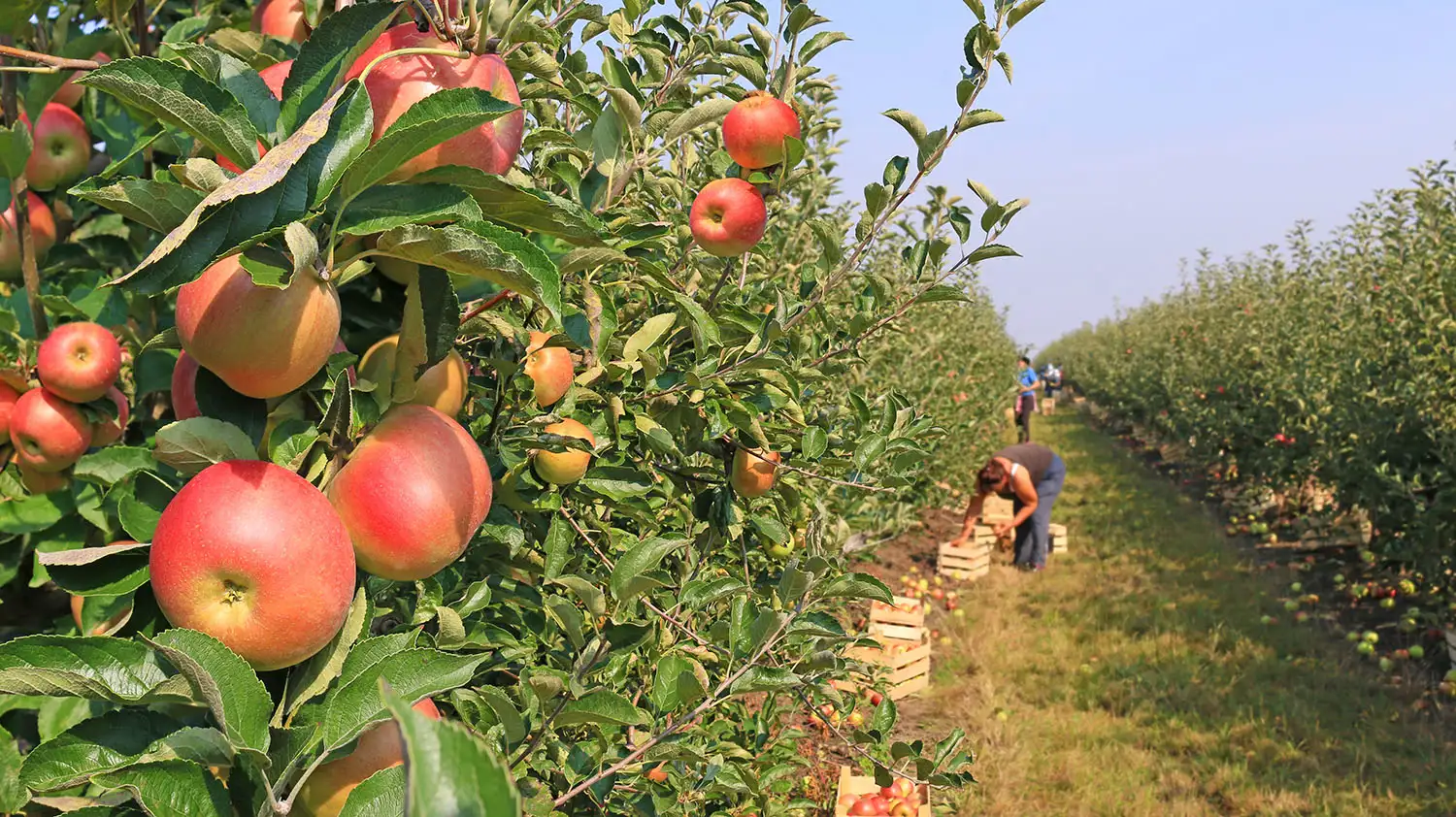 pink apple vineyard with people picking the fruit and putting it in wooden crates