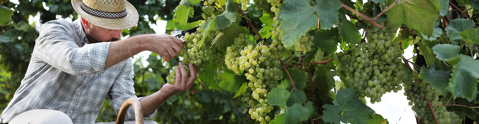 Summer jobs in France