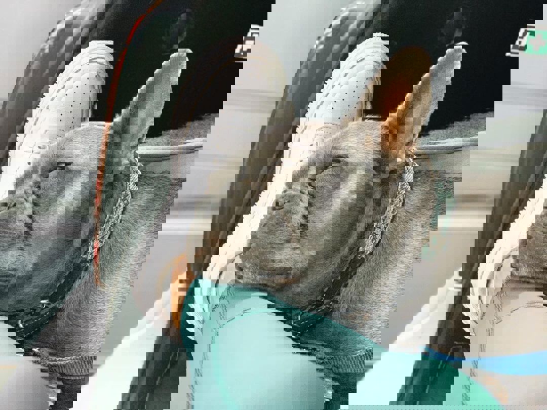 The perfect way to travel for your pet to be comfortable