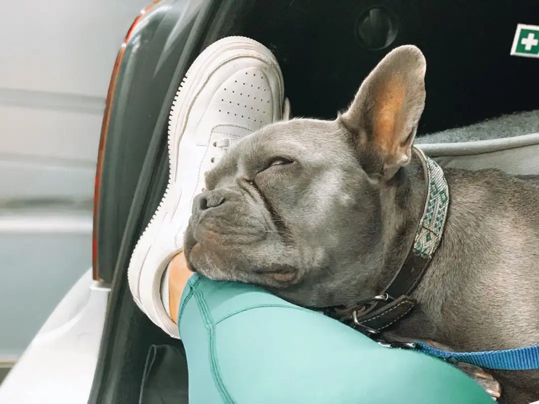 The perfect way to travel for your pet to be comfortable