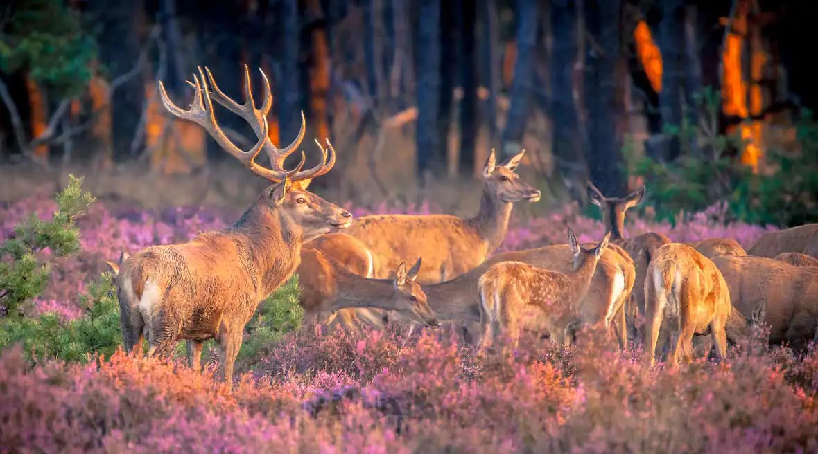 Spot deer on the moors of the French countryside