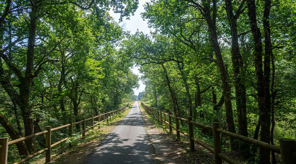 a fenced off path through trees leading into the distance