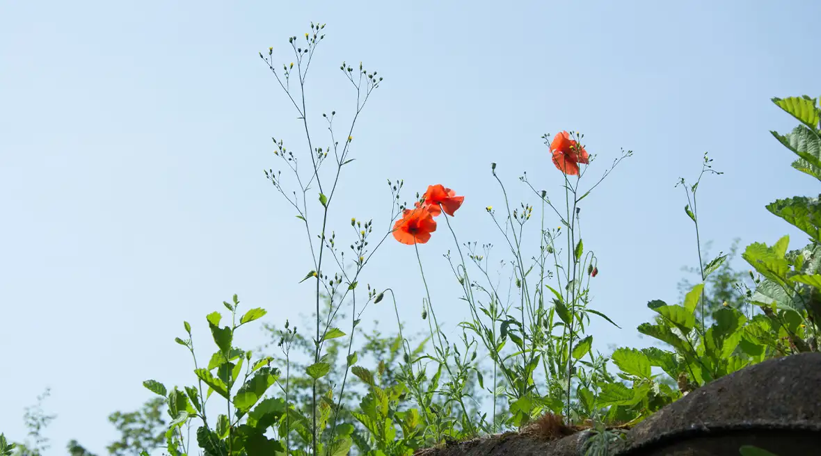 Peaceful poppies growing from a Great War trench, with blue sky background