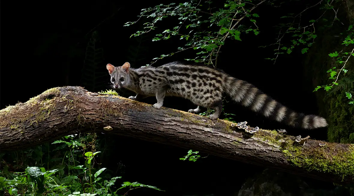 A Genet showing off its beautiful markings