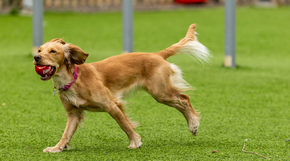 Yellow and red tube in a grass fenced area with two black dogs and a little boy