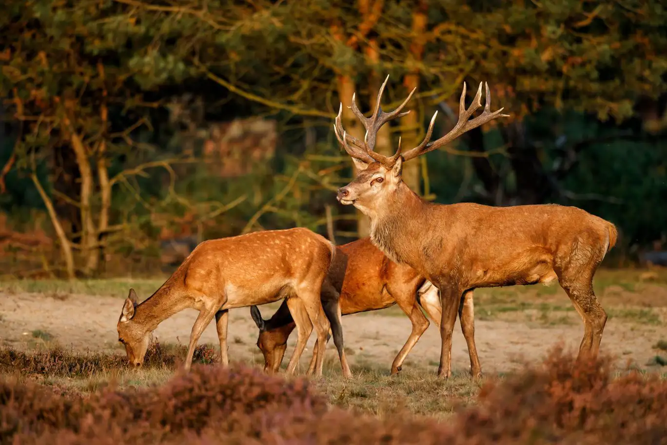 Red deer stag with females in the Hoge Veluwe National Park in the Netherlands