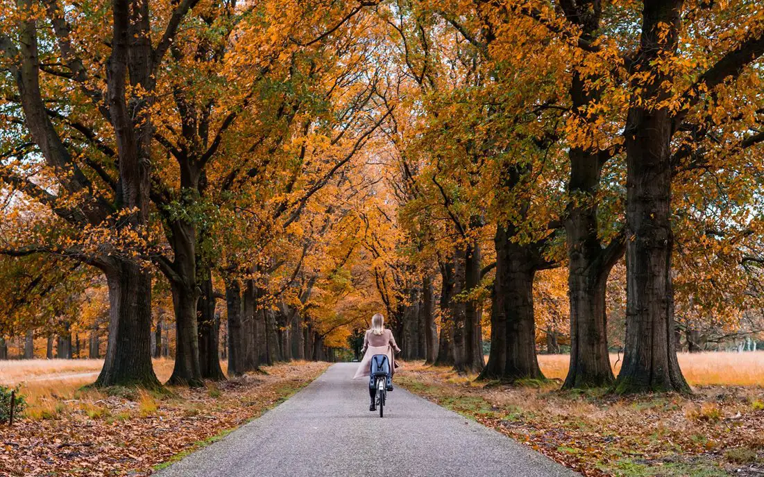 Woman cycling along a path in De Hoge Veluwe National Park