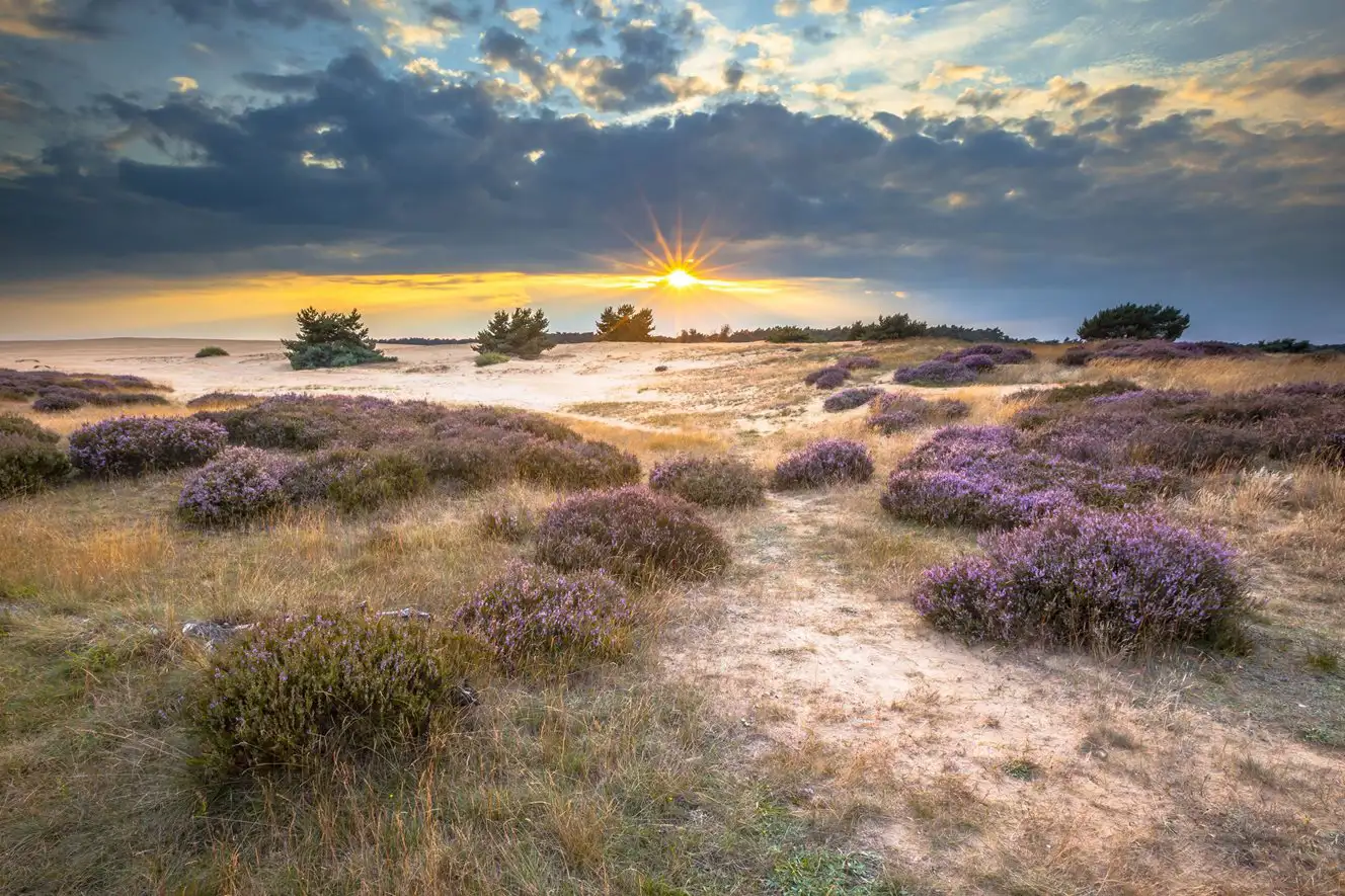 Sunset on heathland at De Hoge Veluwe National Park