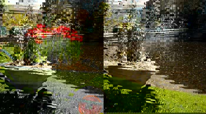 Wheelbarrow filled with colourful tulips in front of serene water at Hortus Botanicus.