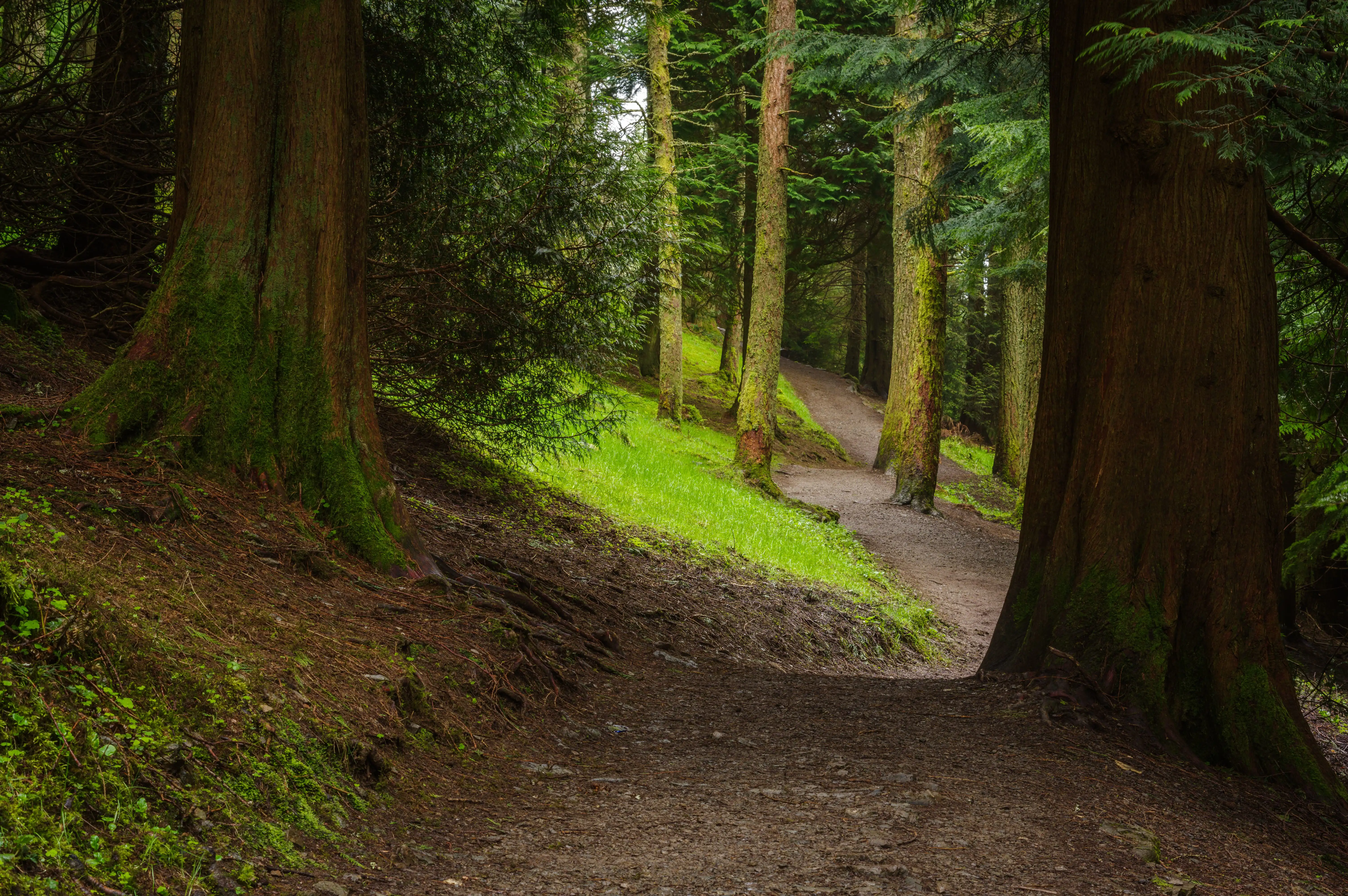 Un sentier sinuant à travers le parc forestier de Whinlatter dans le Lake District, entouré de hauts arbres et de verdure.