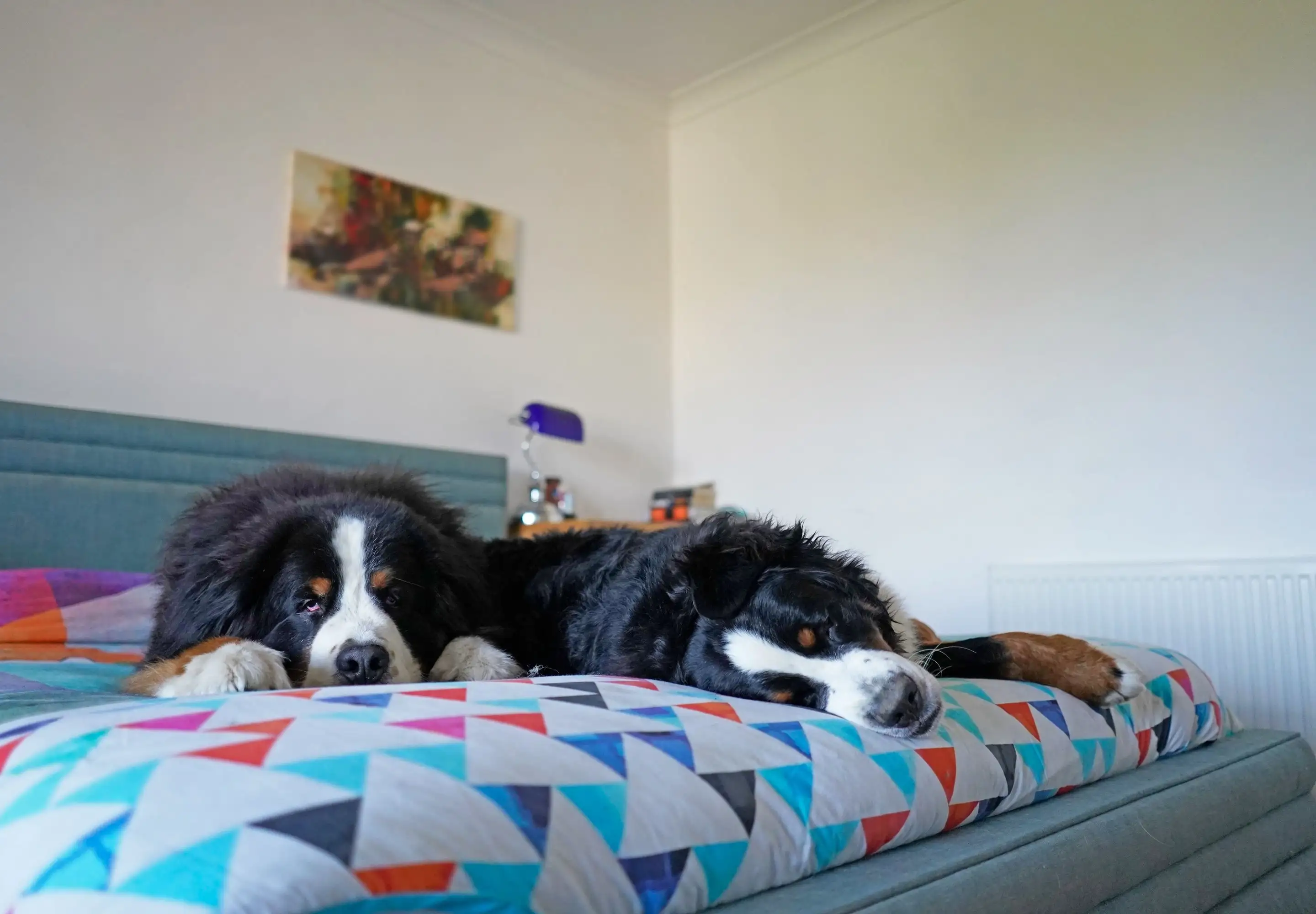 Zwei große Hunde auf einem Bett.