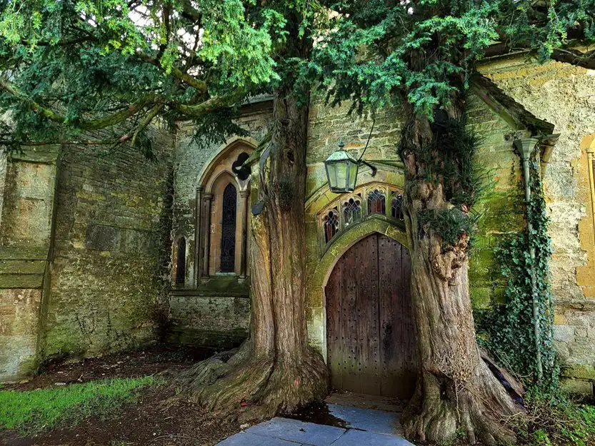 Twee oude bomen naast de kerkdeur van St. Edward’s Church in Stow-on-the-Wold.