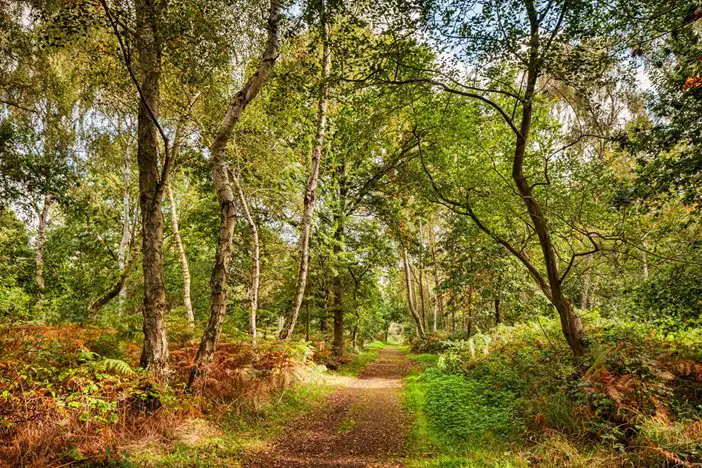 Un chemin de la forêt de Sherwood à l’automne.