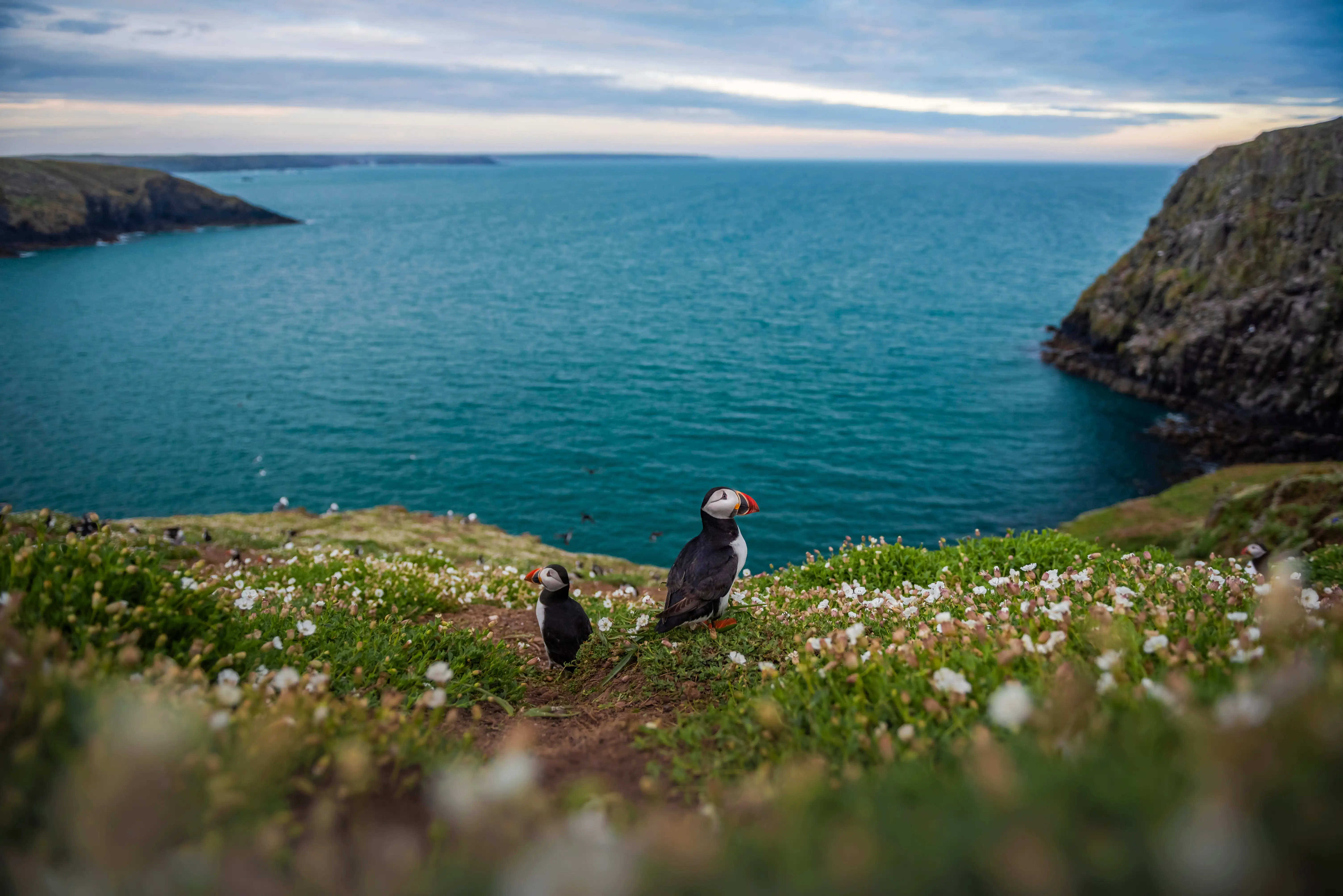 Deux macareux perchés au bord d'une falaise herbeuse, avec la côte de l'île de Skomer en arrière-plan