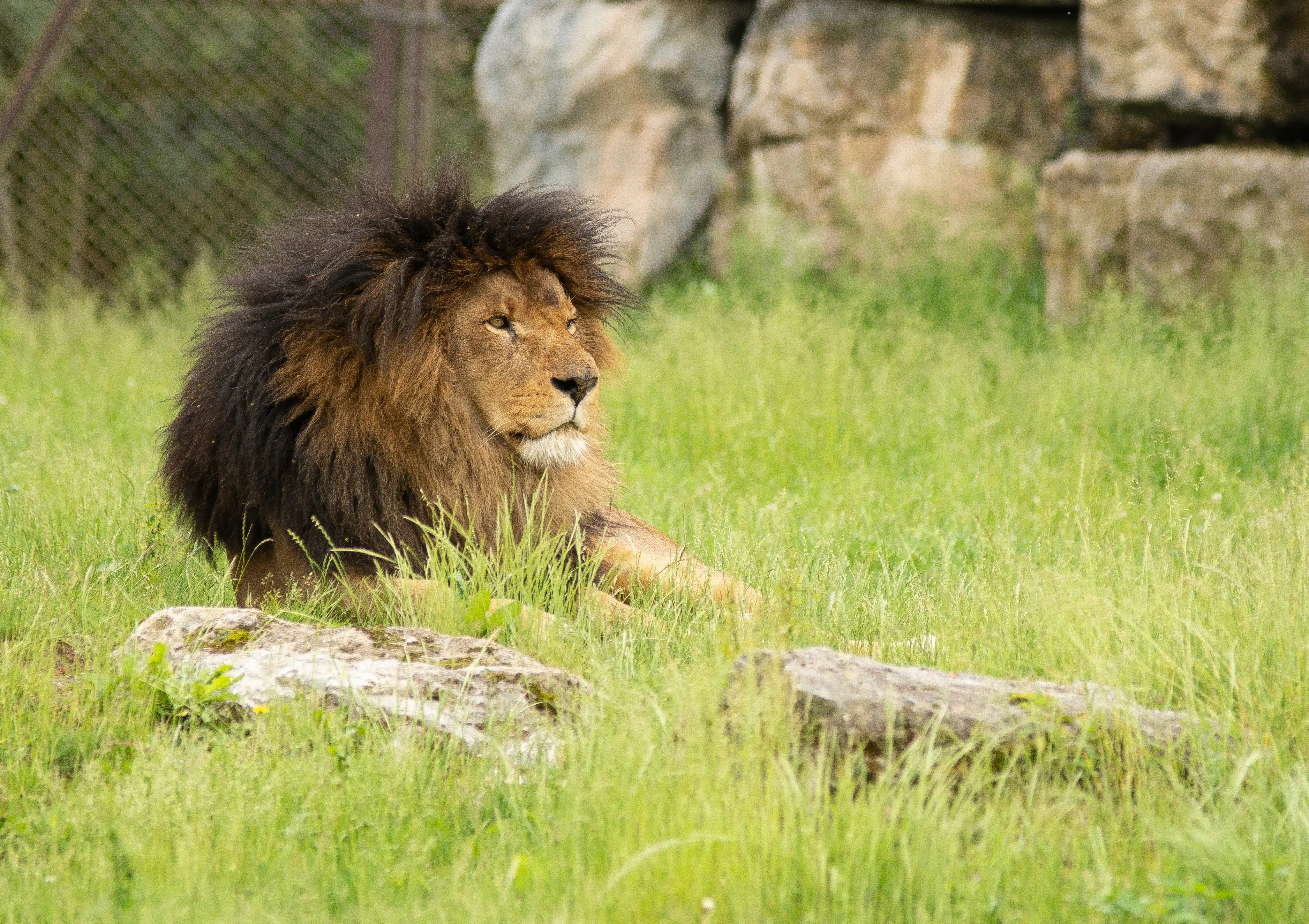 A lion lying on the gound in Pairi Daiza.