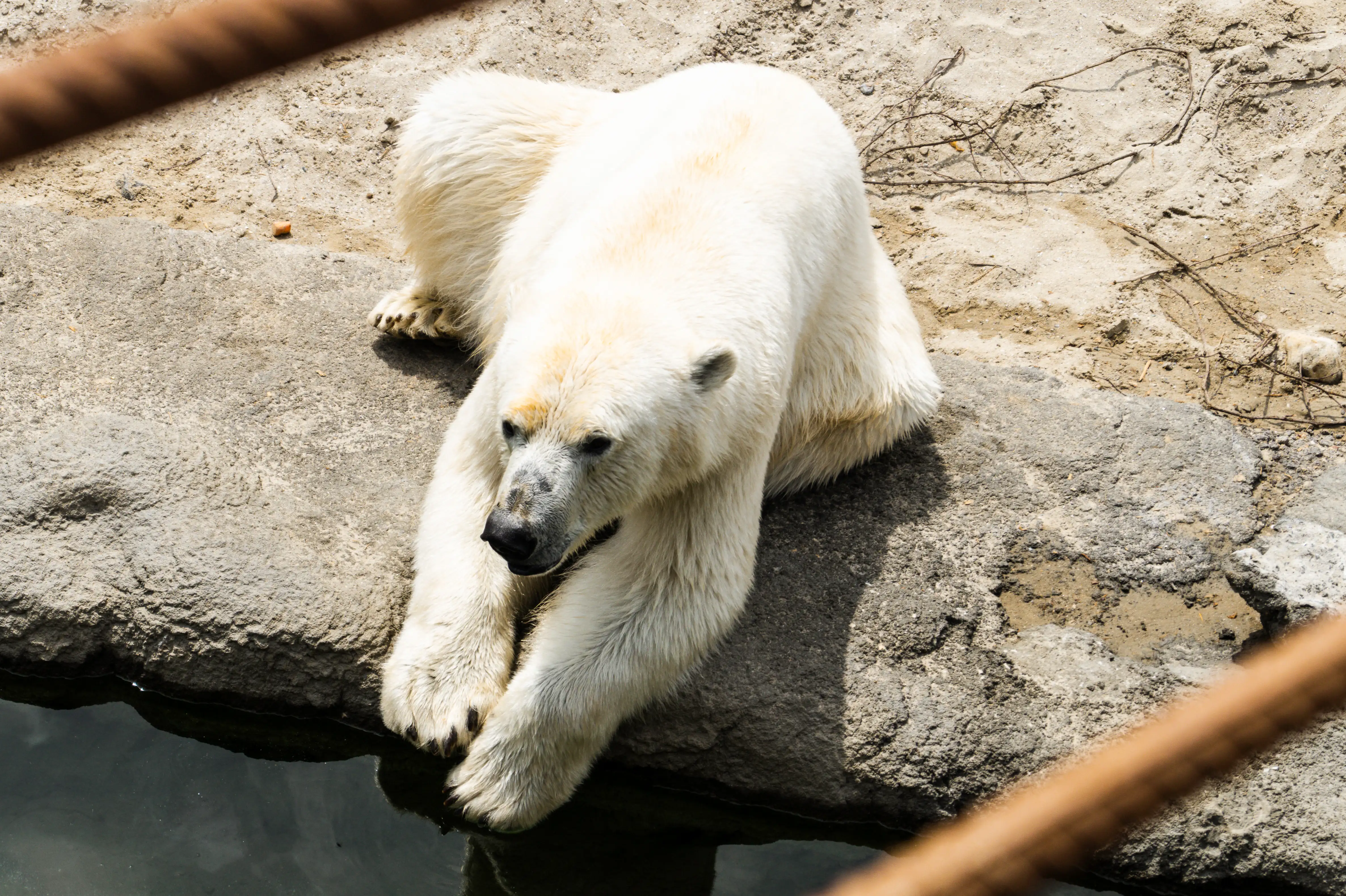 A polar bear on rocks.