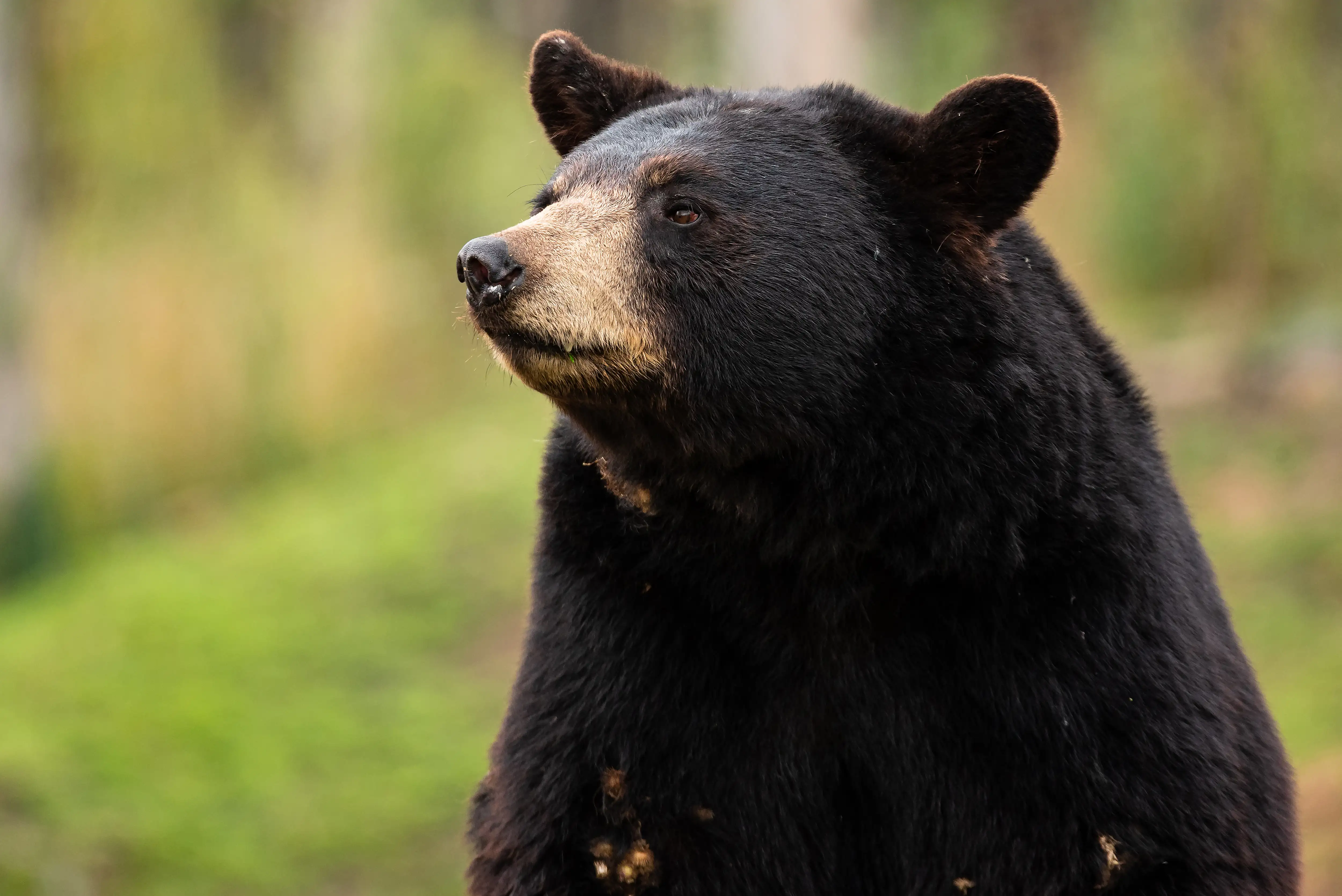 An American black bear.