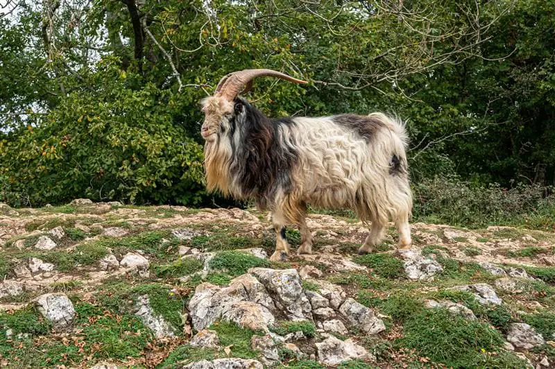 Chèvre à poil long debout sur une surface rocheuse, sur fond de végétation.